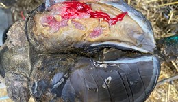 Focus on team work to tackle lameness